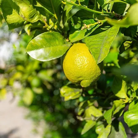 Blife Salinya Private At N125 * Olhão