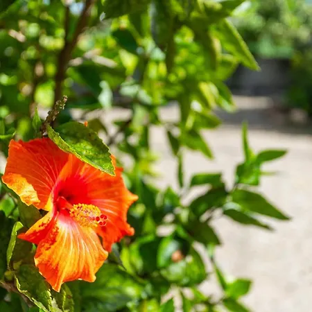 Accommodatie bij particulieren Blife Salinya Private At N125 Olhão